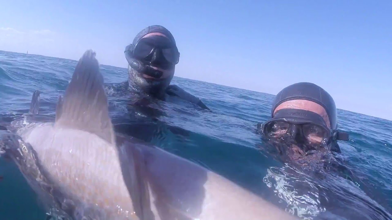Spearfishing grouper off sharks:  SAI 4-diver safety protocol