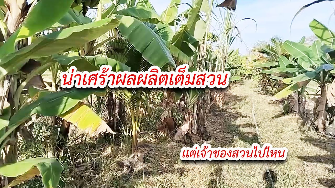 สวนเกษตรอินทรีย์ที่ยังคงอุดมสมบูรณ์ เเต่เจ้าของสวนไม่อยู่เเล้ว #เกษตรผสมผสาน #เกษตรพอเพียง