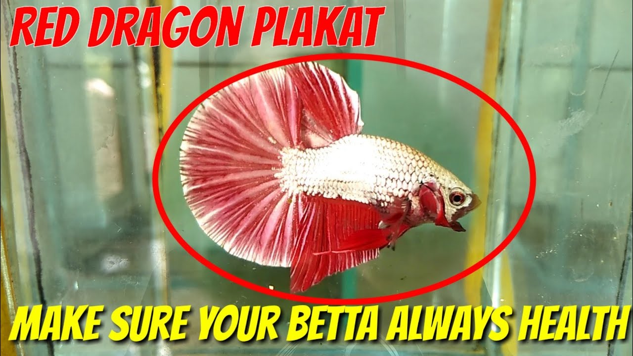 POWERFUL BETTA CARE BASIC — ПРОТОКОЛ ЗДОРОВЬЯ ДЛЯ BETTA