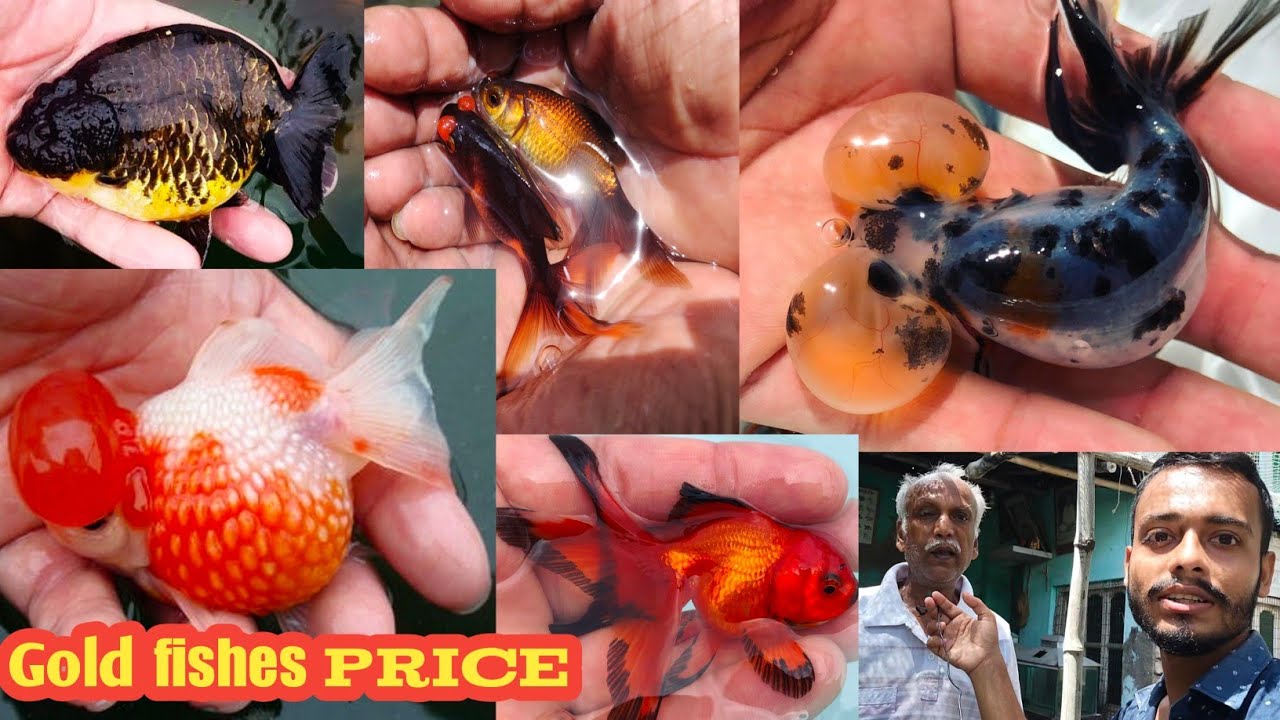 Latest imported Goldfishes name and price | Imported gold fish breeding farm | Fish farming