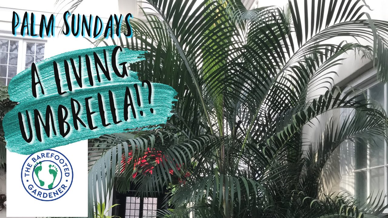  Palm Sundays | Golden Cane Palm | The Barefooted Gardener