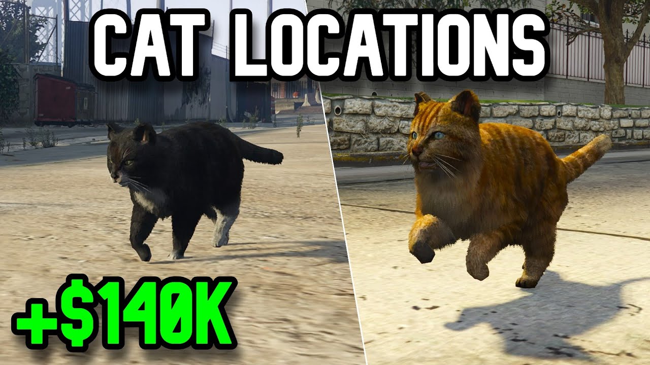 Gta Online Cat Location - Shoot Animals Photography