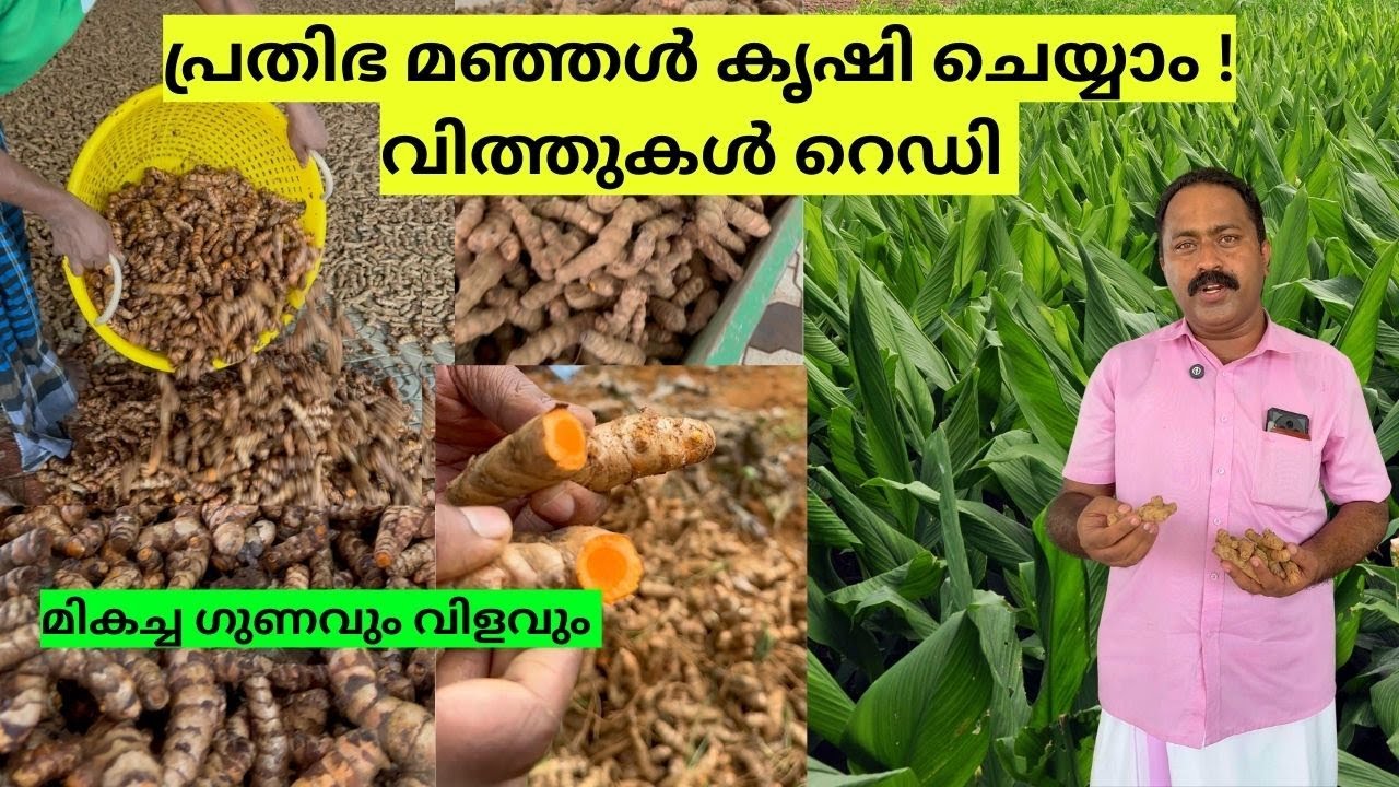 മഞ്ഞൾ കൃഷിയിൽ ഇതാണ്‌ ബെസ്റ്റ് I Prathibha Manjal I Prathibha Turmeric Seed