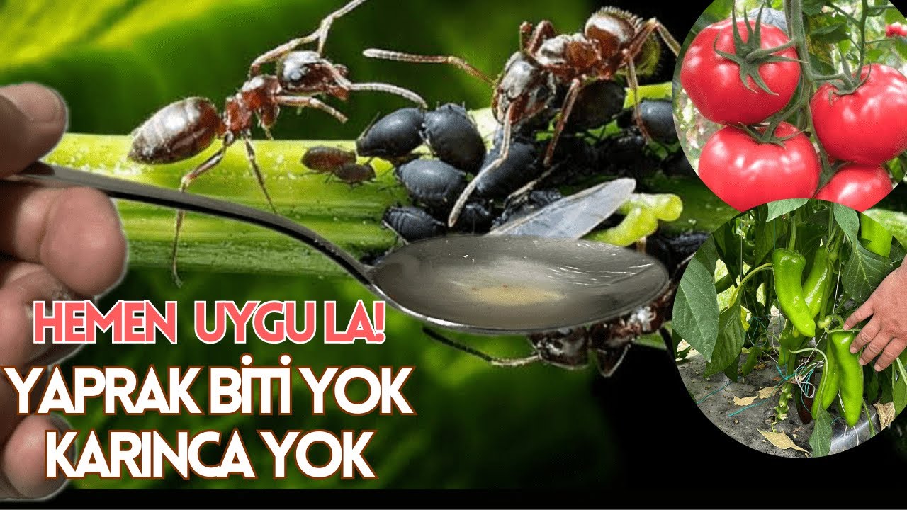 Ev Yapımı Organik Yaprak Biti ve Unlu Bit İlacı (%100 Etkili ve Hızlı &Ccedil;&ouml;z&uuml;m)