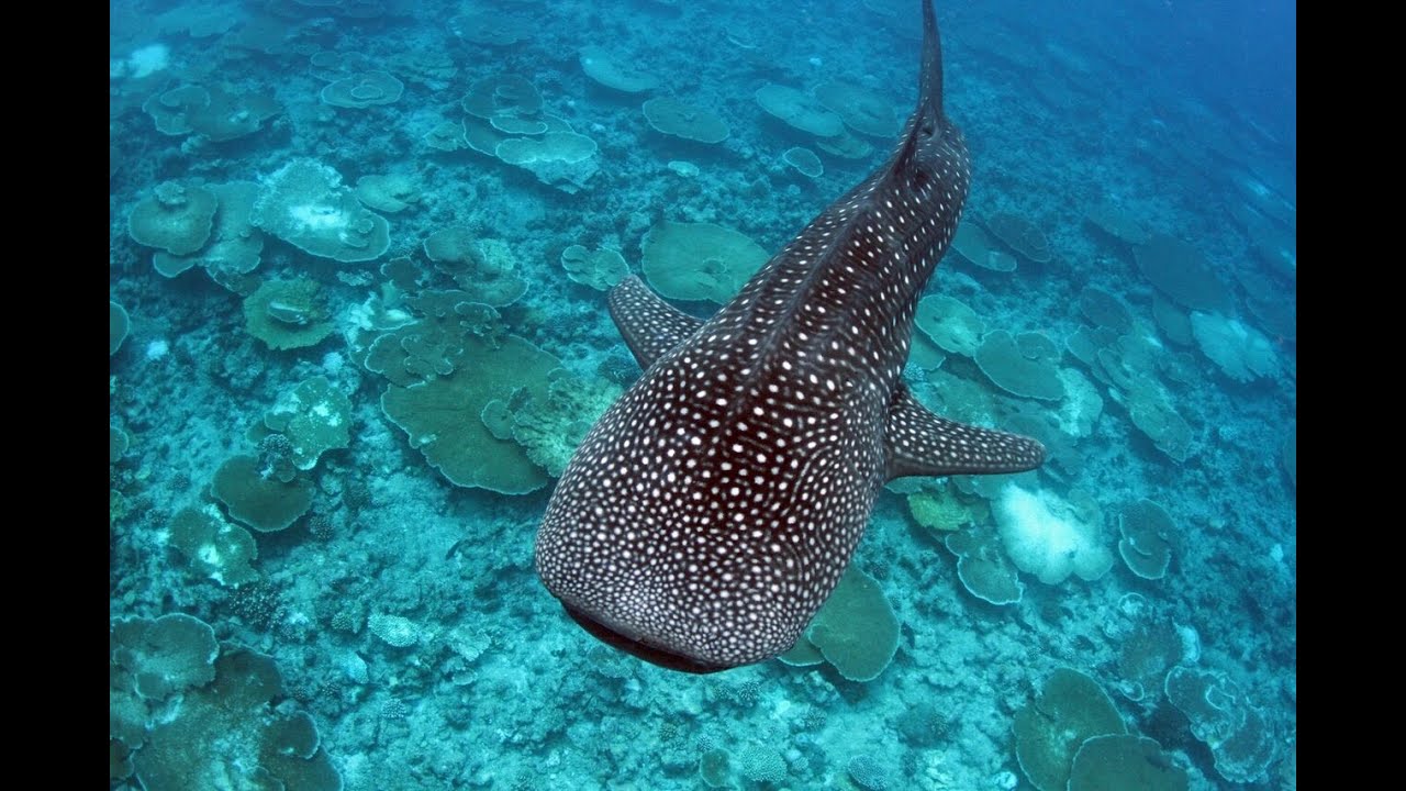 Whale Shark | South Ari Atoll | Maldives