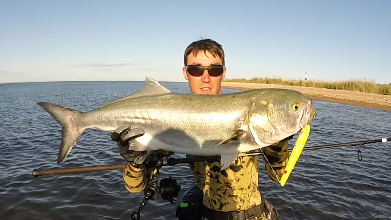 Gator Bluefish on Pencil Poppers 10-15lb. Montauk NY