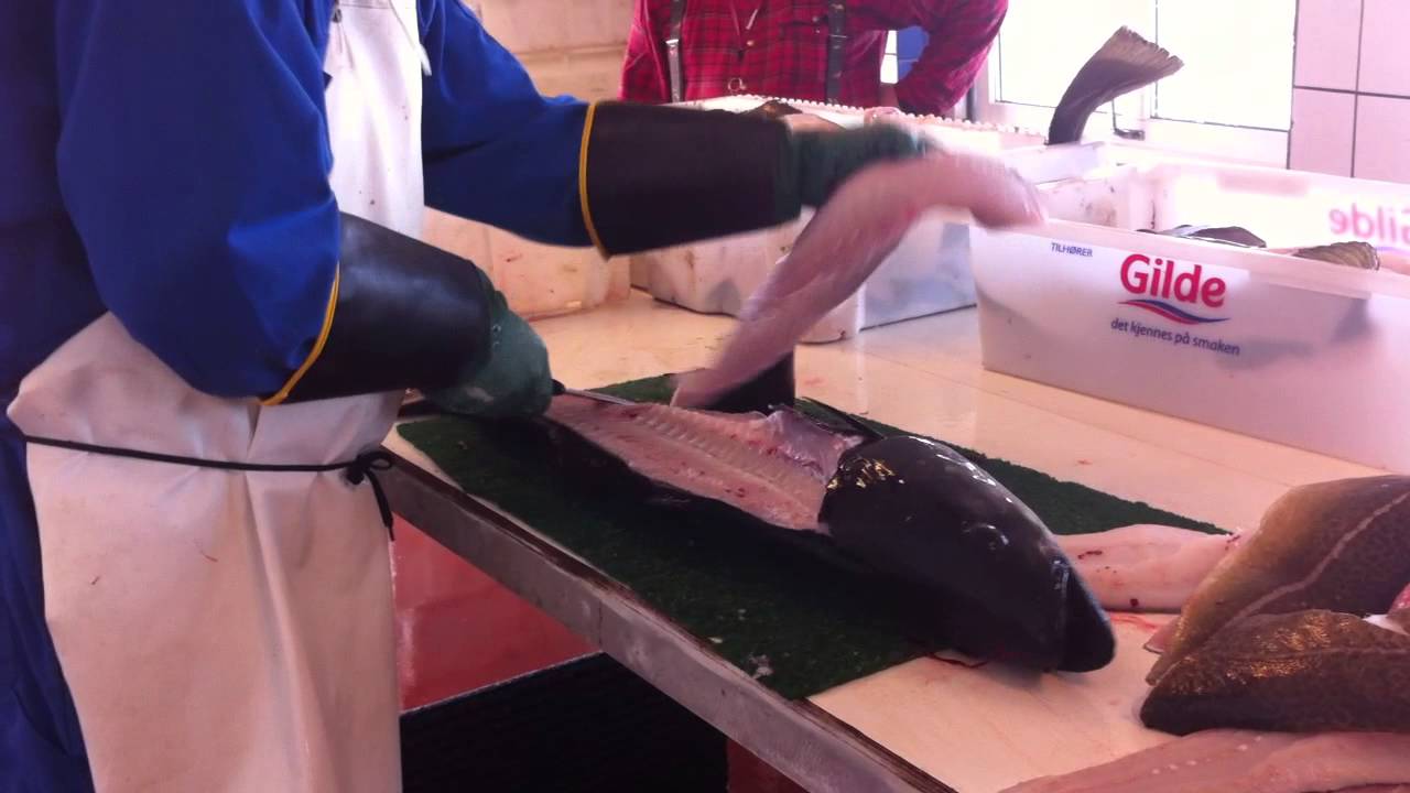 How to fillet a cod and coalfish