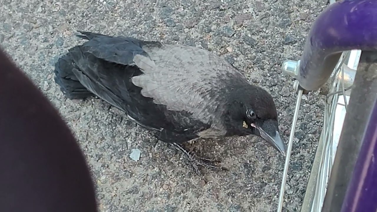Young hooded crow is curious (Finland)