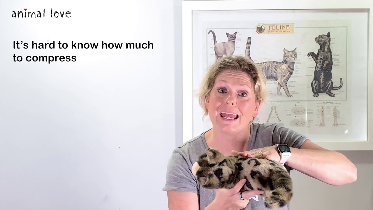 Cat choking & Cat CPR - Emergency pet first aid taught by a vet