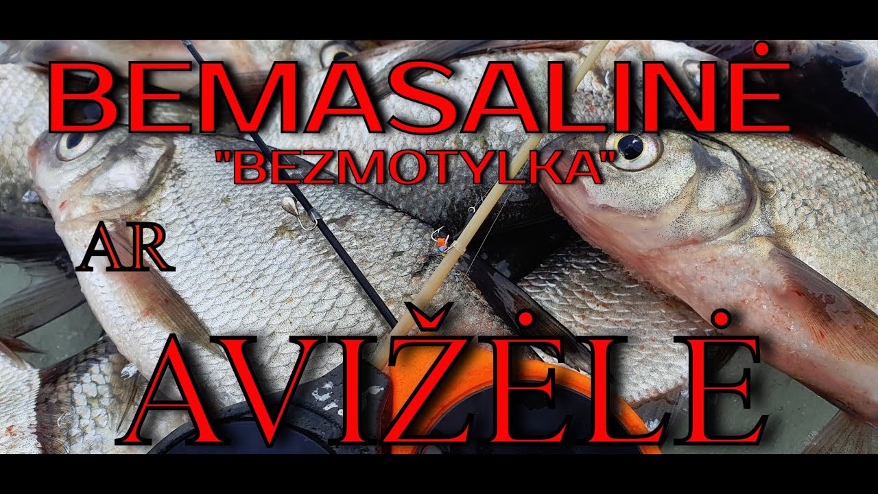 Žvejyba bemasaline [BEZMOTYLKA] Kas geriau? bemasalė ar avižėlė? Kuojų ,karšiukų žvejyba