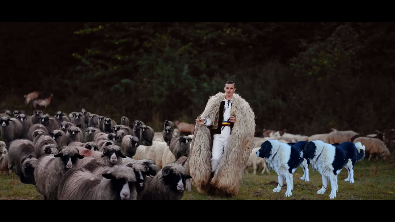 Ionut Nemes - Boala oilor 🐏 (Official Music Video)💙💛❤️