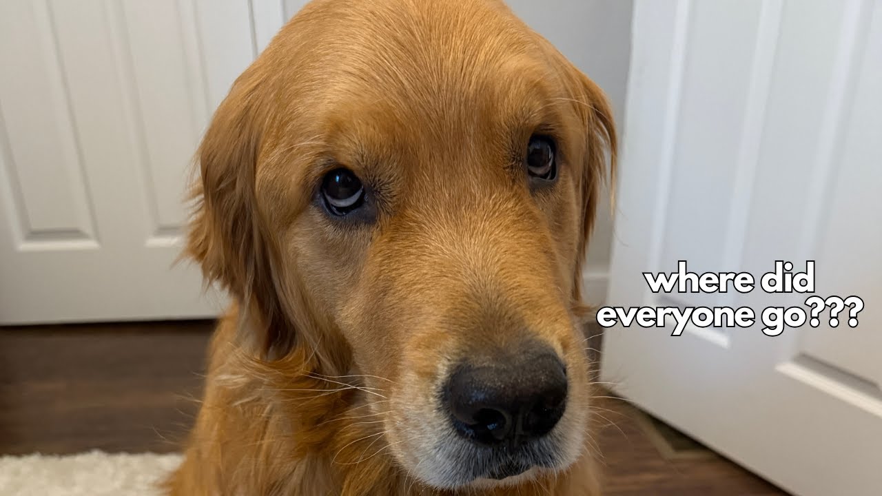 Day in the Life of My Overly Emotional Golden Retriever (First Day Back After the Holidays)