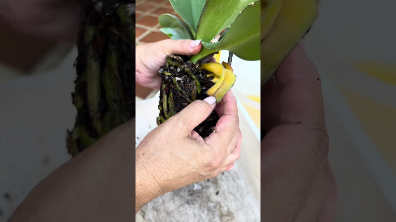 Revive tus orquídeas en pocos días