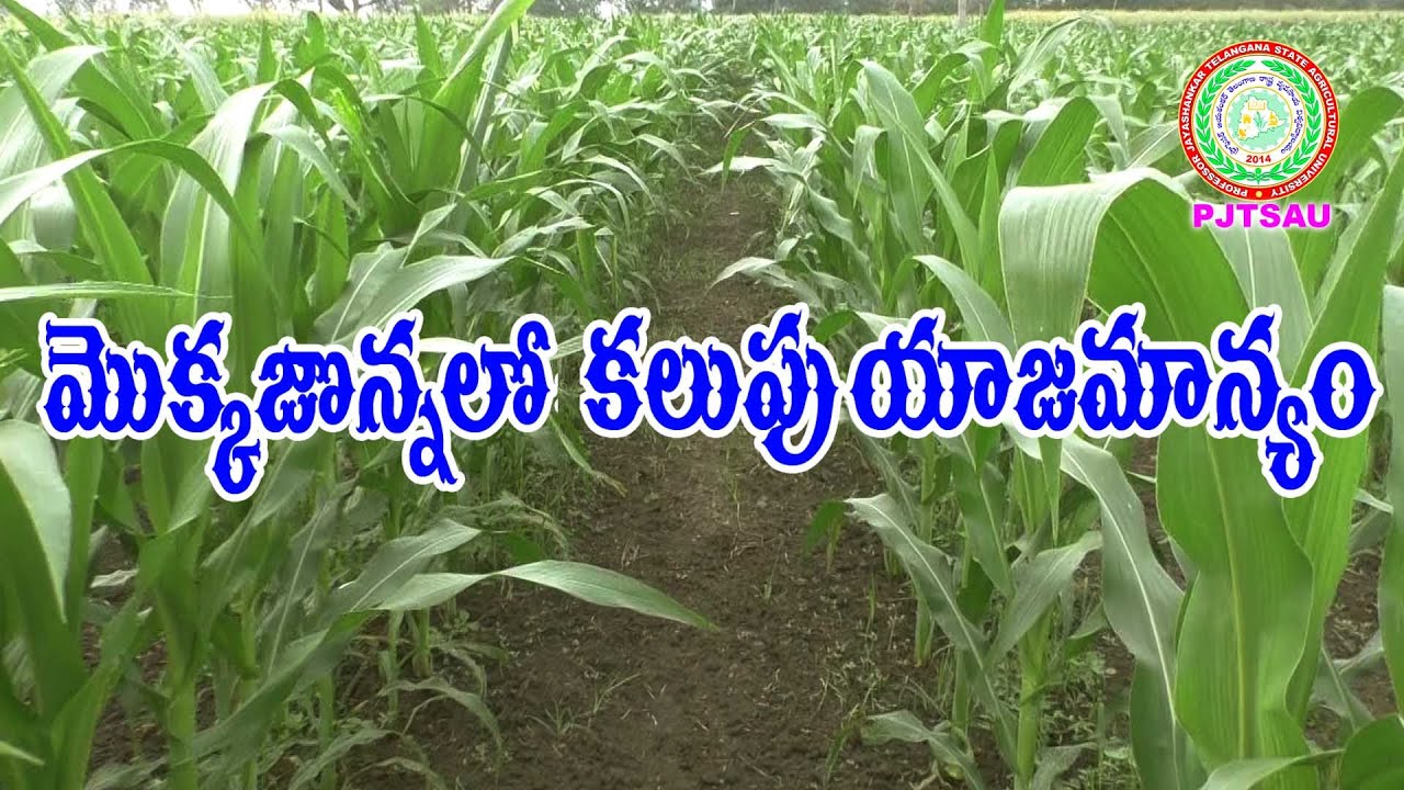 మొక్కజొన్న లో కలుపు యాజమాన్యం Weed Management in Maize II PJTSAU II