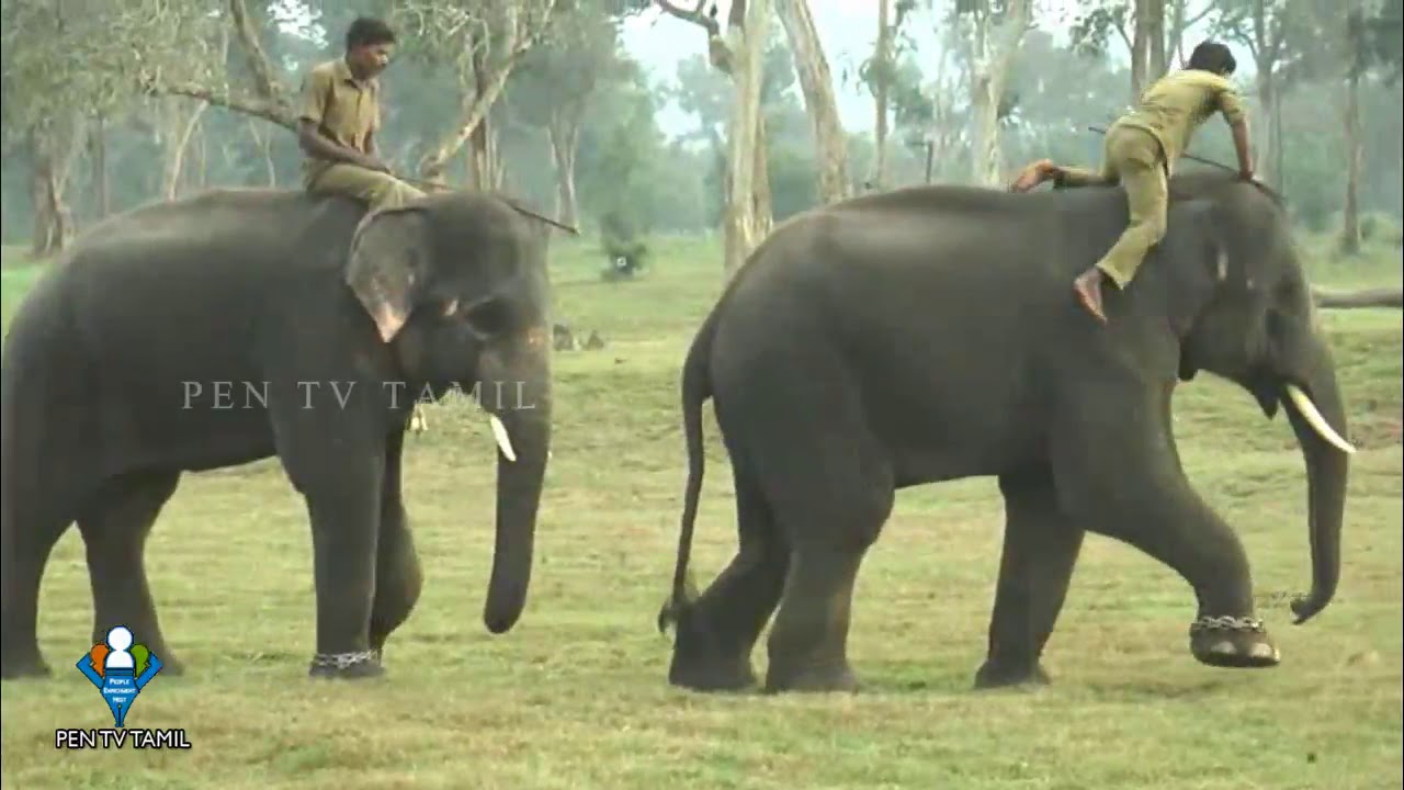 Interesting Kumki Training😯பயிற்சியில் யானைகள் செய்யும் குறும்புகள் @PENTVTAMIL