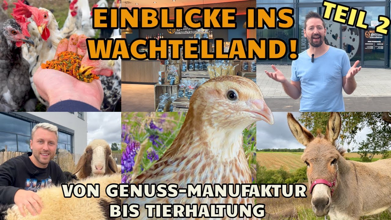Das neue Wachtelland: Einblicke von Wachtelzucht und Schafhaltung bis Restaurant und Warenlager!