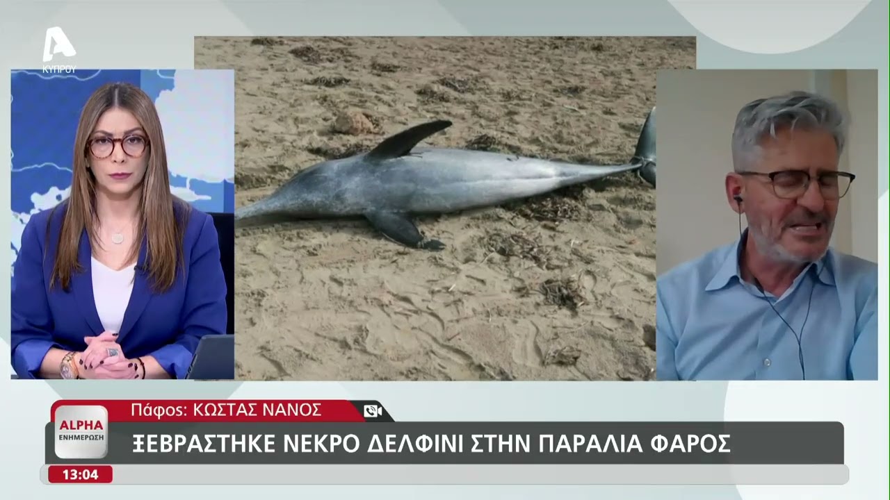 Ξεβράστηκε νεκρό δελφίνι στη παραλία φάρος | AlphaNews Live