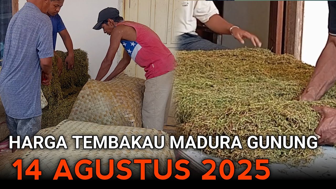 Harga Tembakau Madura Gunung 2025