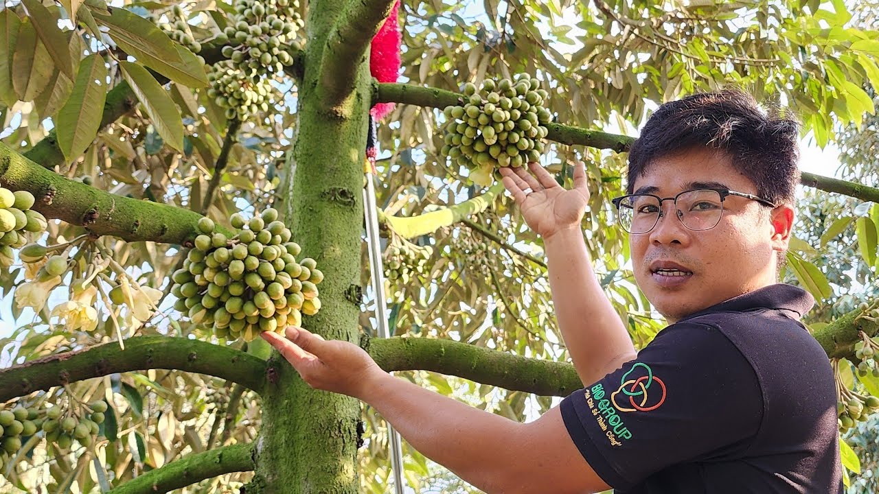 Giai Đoạn Chuẩn Bị Xả Nhụy Sầu Riêng Có Cần Tưới Nước Hay Không