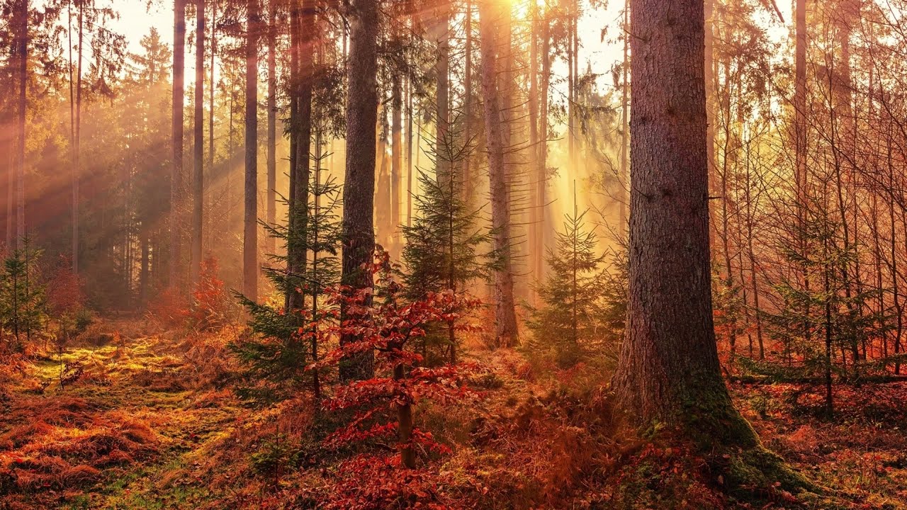 Vibration | Fall Asleep Fast | Particle Emission Relaxing Music | Silver Maple | 9hrs