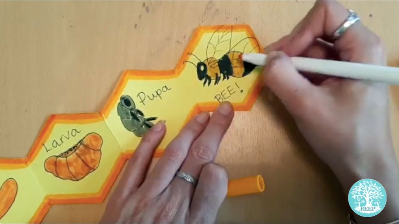 ETG Honeybee Life Cycle Tutorial
