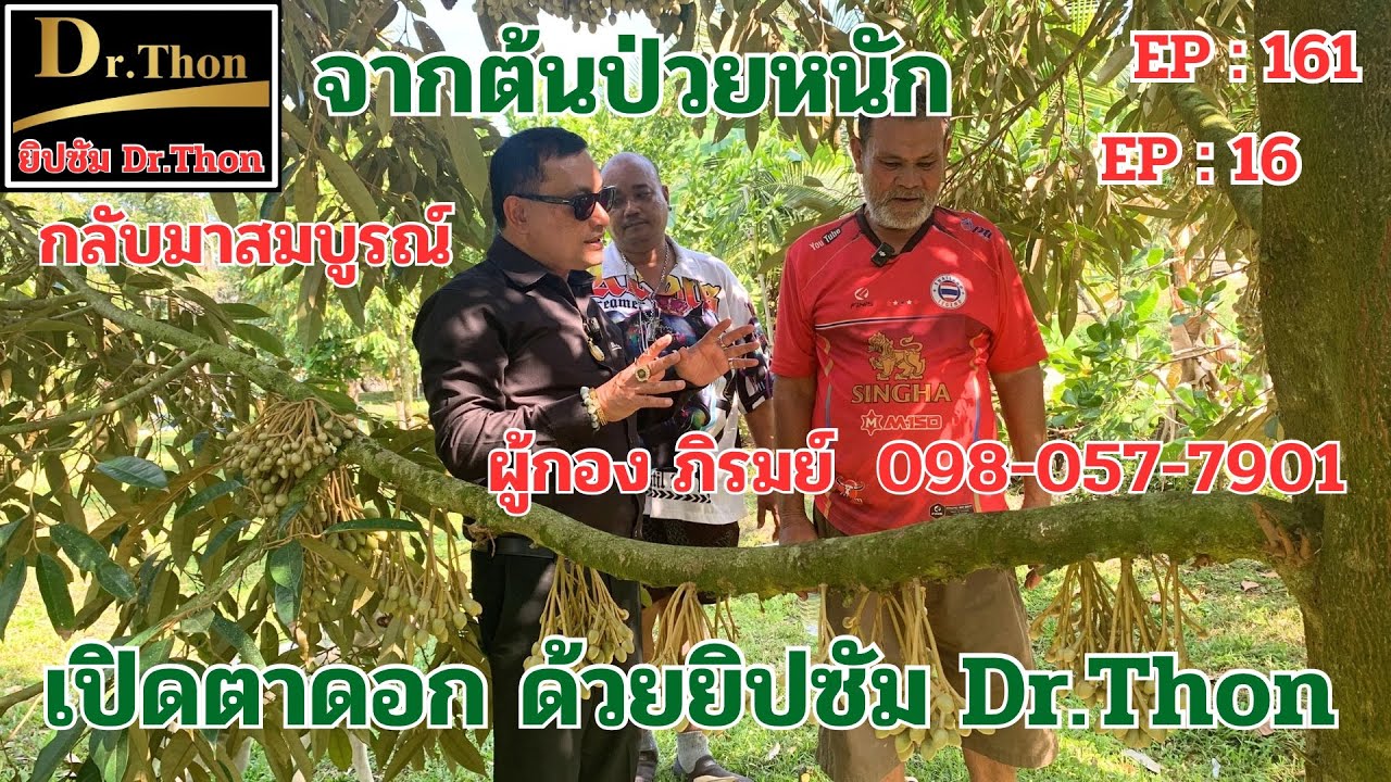 เปิดตาดอก ด้วยยิปซัม Dr.Thon (161) โทร.099-425-6888,096-651-7888