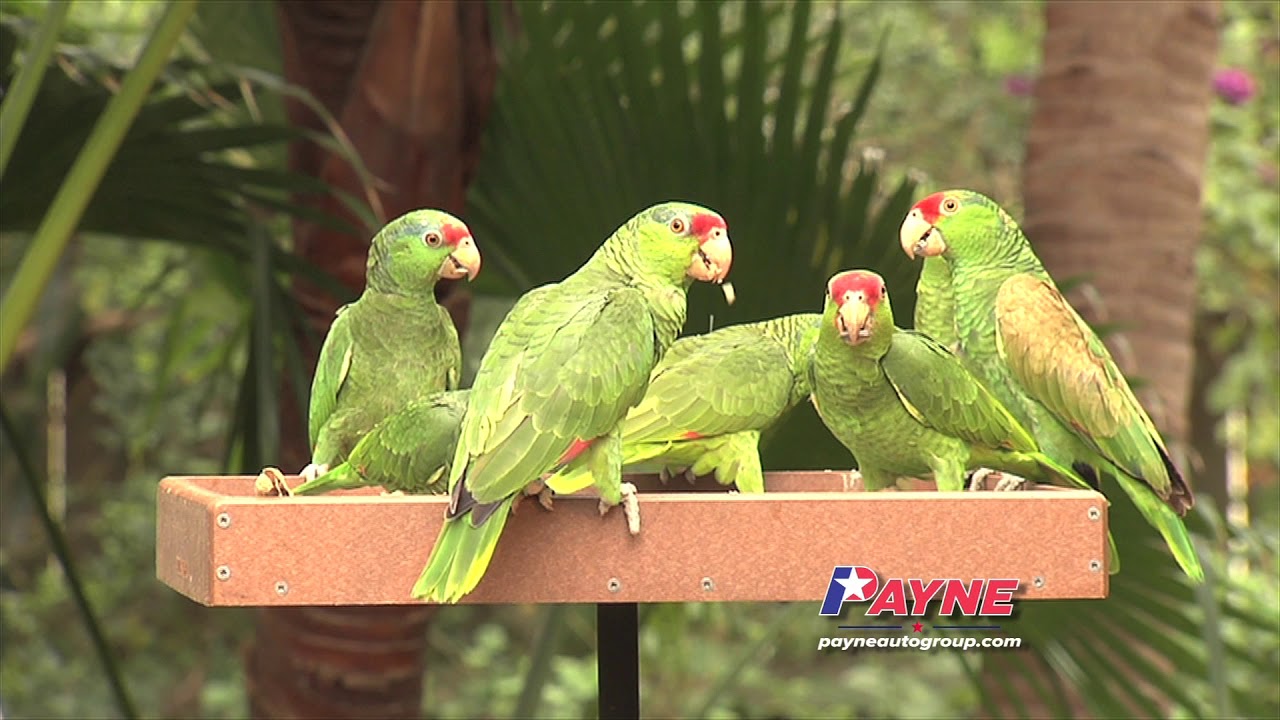 Richard Moore Backyard Birds | Payne Auto Group | Weslaco, Texas