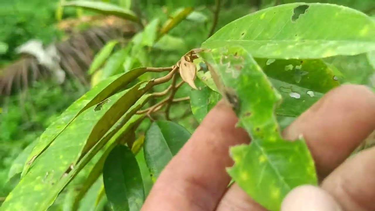 &ldquo;Revisiting My 3-Year-Old Durian Farm in Baguio District, Davao City 🌱 Exciting Progress!&rdquo;