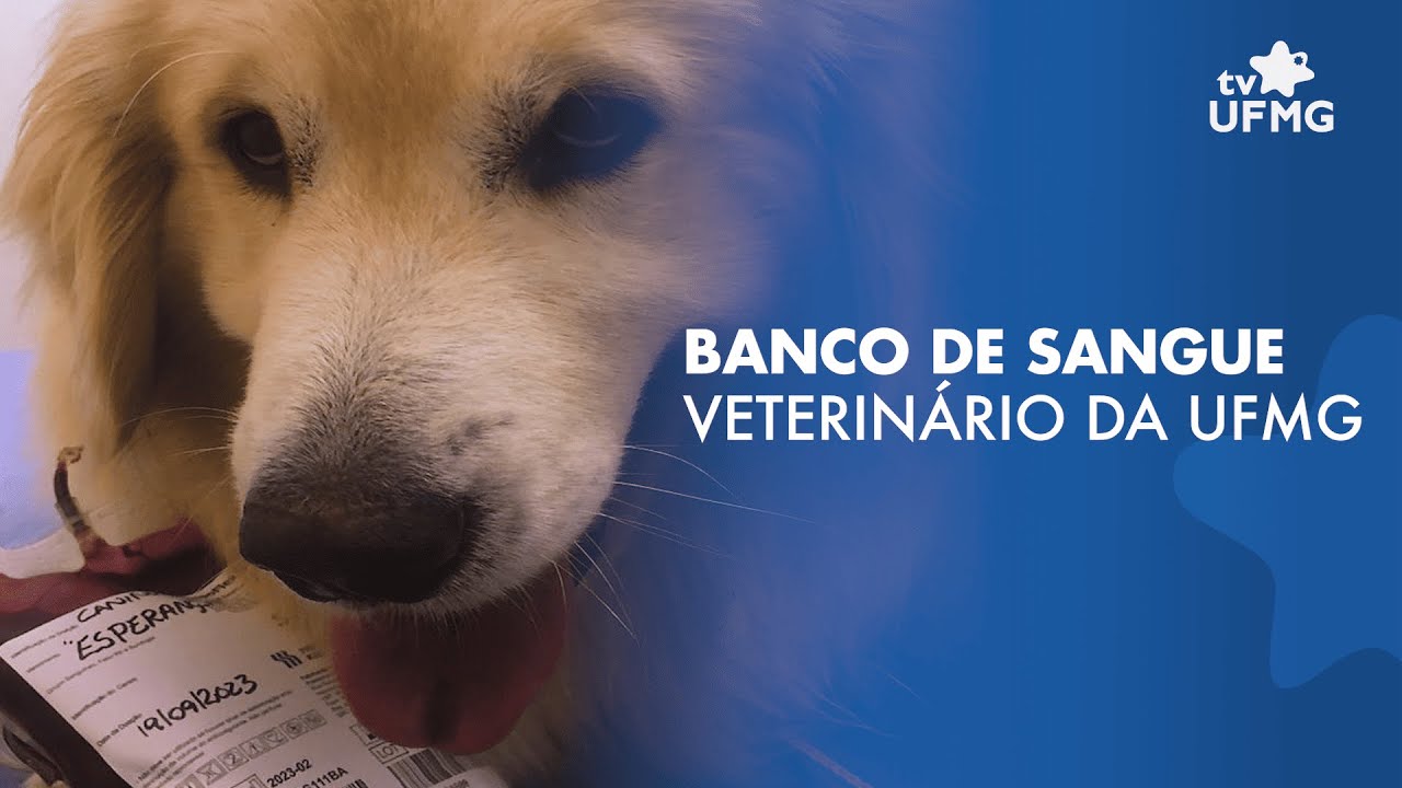 Conheça o Banco de Sangue Veterinário da UFMG