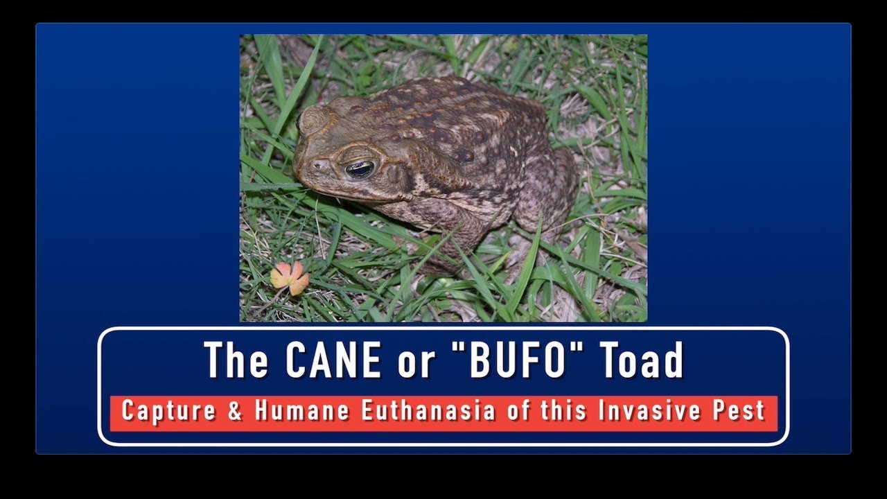 Cane Toads - Capture and Humane Euthanasia of this Invasive Pest