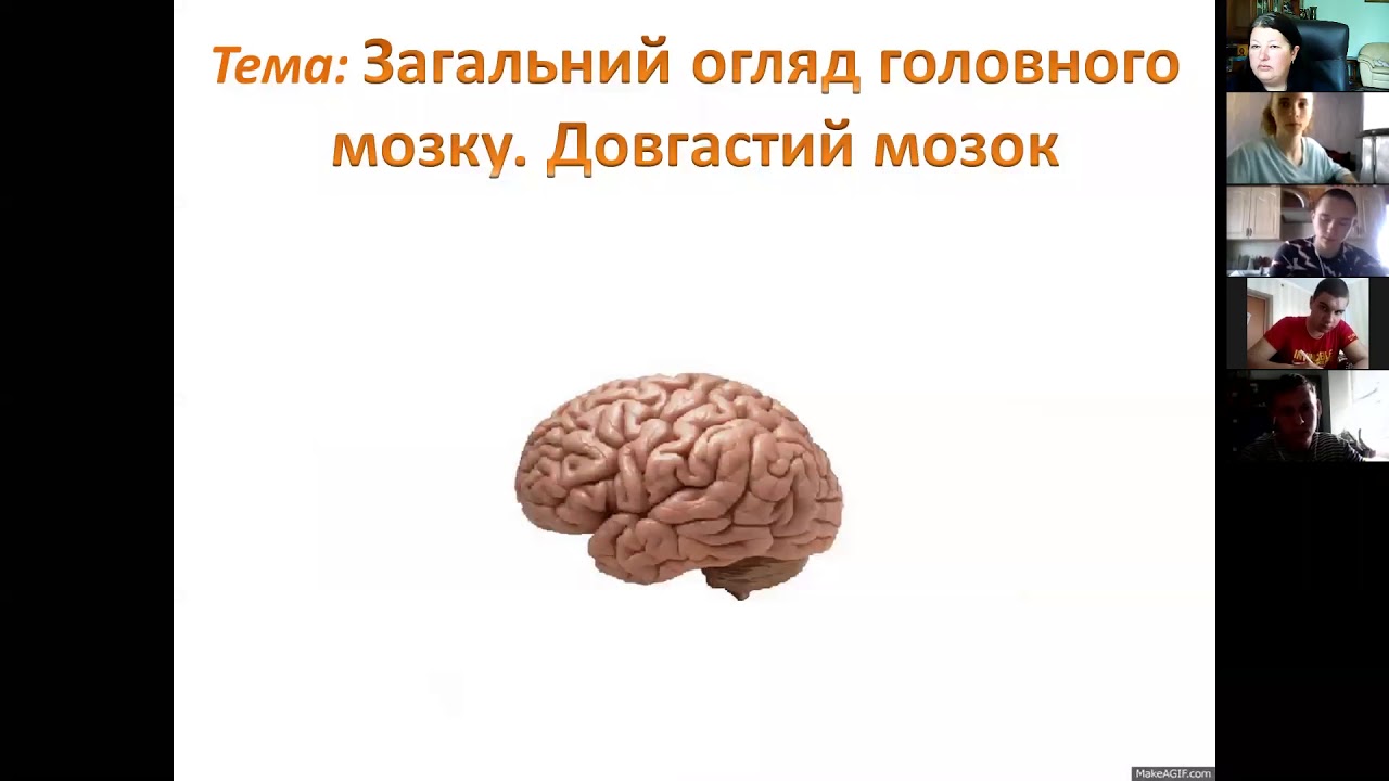 Загальний огляд головного мозку. Довгастий мозок і міст