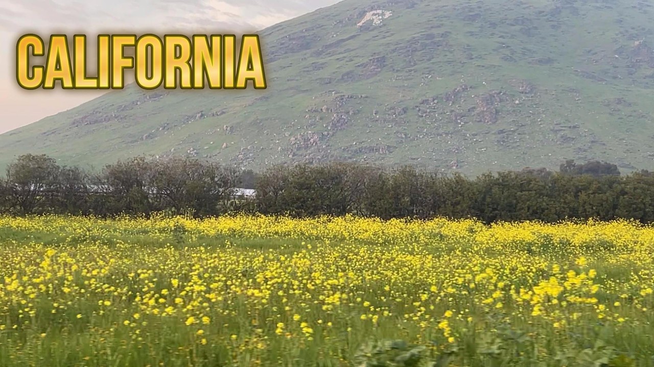 Mustard in full bloom 🌼☀️ los campos de california 🌼LA FLORACIÓN MÁGICA de la MOSTAZA #sunset