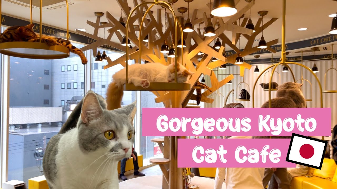 Beautiful cat cafe in Kyoto