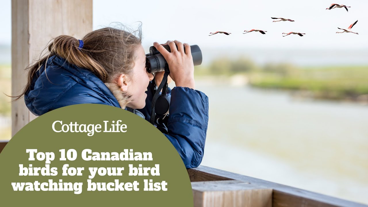 Top Ten Canadian birds for your bird watching bucket list