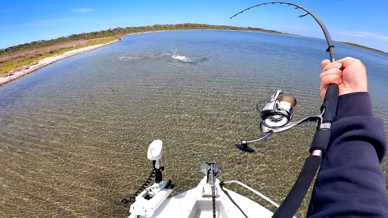 Instant BIG Flathead Strike in Skinny Water!