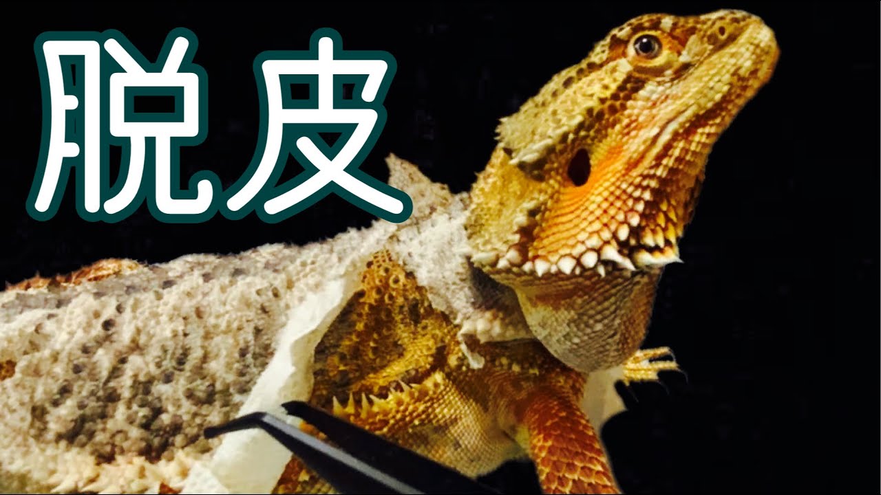 【49】脱皮　フトアゴヒゲトカゲの脱皮手伝い