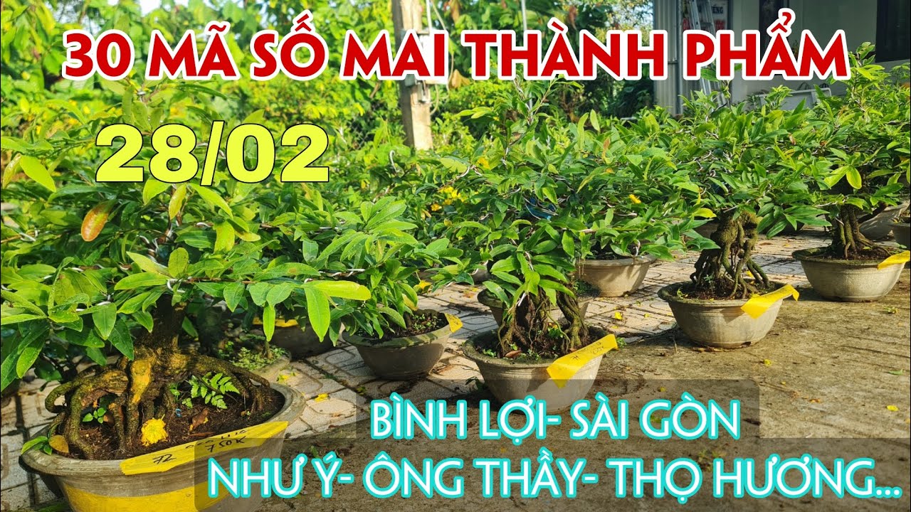 28/02. 30 Mã Số Mai Lớn Nhỏ Thành Phẩm Đế Đẹp.☎Trang 0359910781