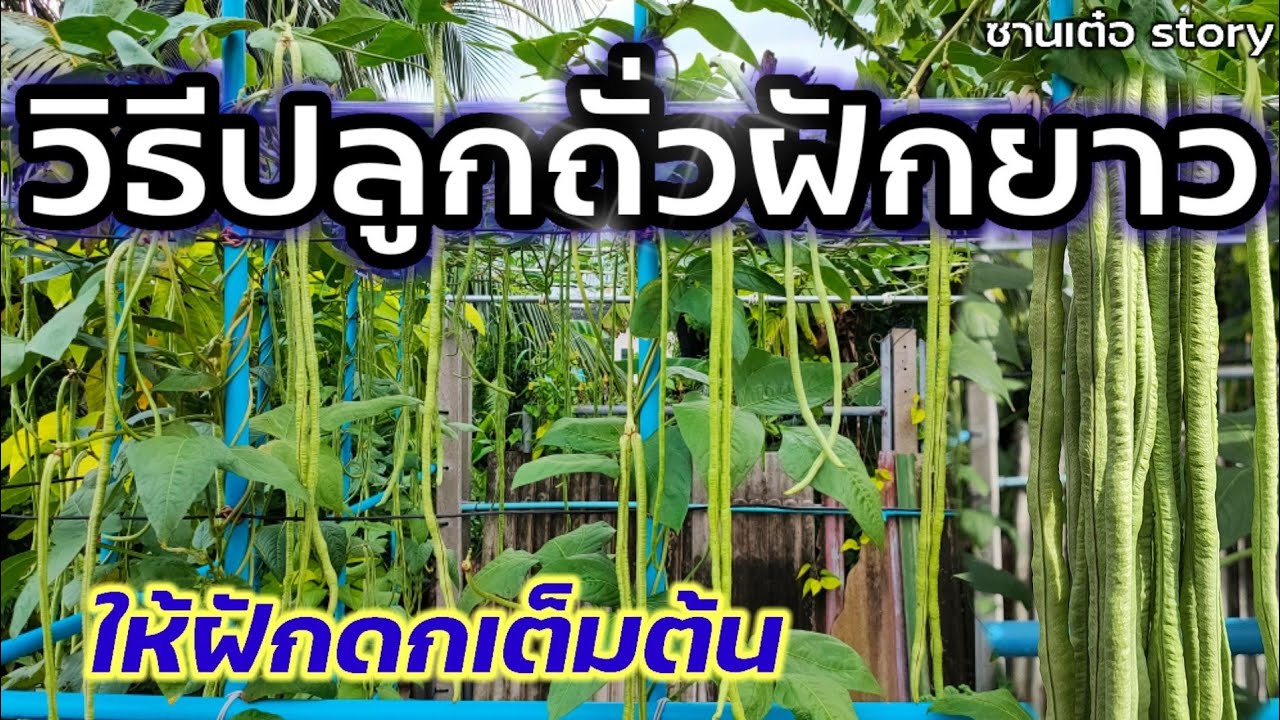 วิธีปลูกถั่วฝักยาว ให้มีฝักดก ออกเต็มต้น เก็บได้สุดคุ้ม !