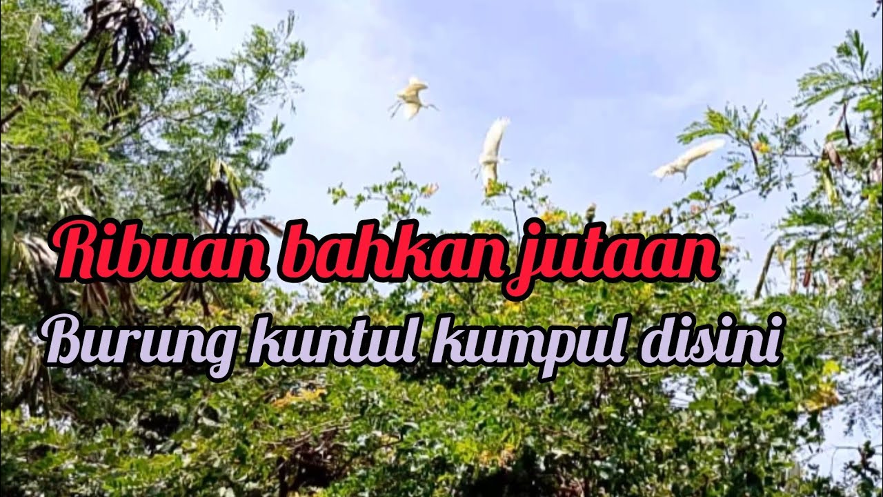 Rumah burung kuntul 