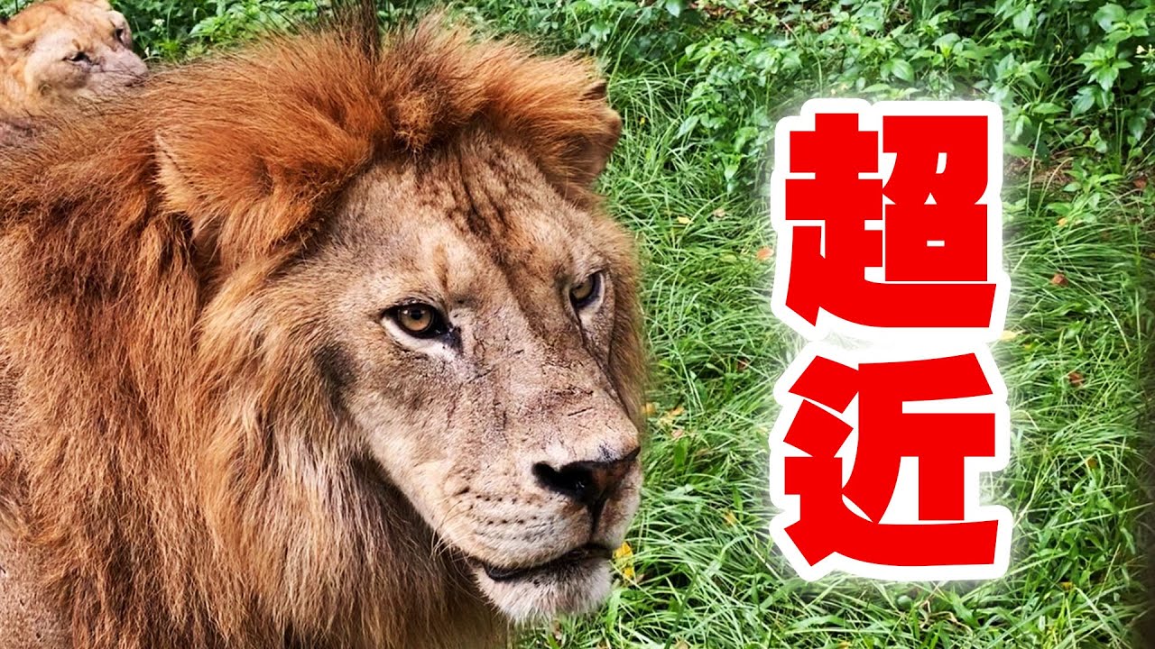 英雄神秘客EP21 -鐵籠車探險 獅子老虎 面對面的震撼！