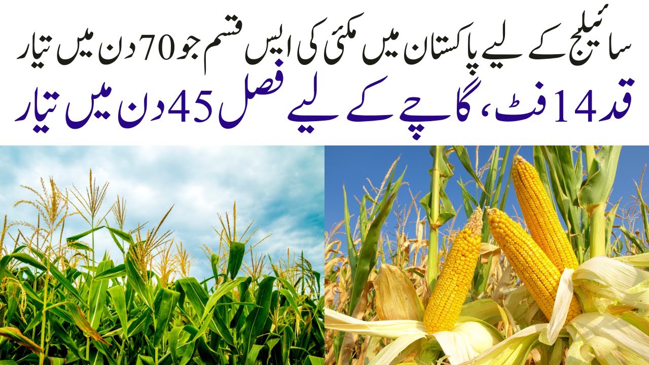 پاکستان میں سائلج کے لیے بہترین مکئی ثابت || سبز چارے کے لیے صرف 45 دن میں تیار قد 12 فٹ سے زیادہ