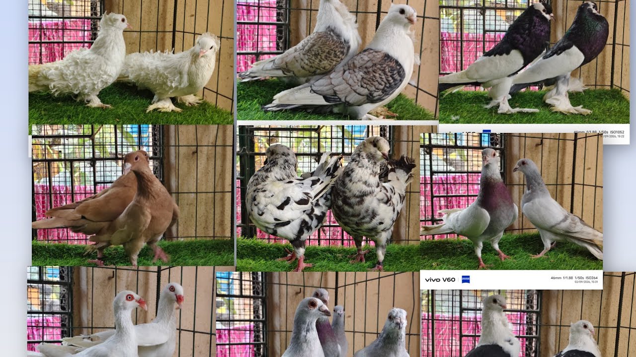 🕊️🇮🇳🕊️ REASONABLE PRICE PIGEONS AVAILABLE IN KOLKATA🇮🇳 INDIA 🇮🇳 DELIVERY POSSIBLE ALL OVER INDIA 🕊️
