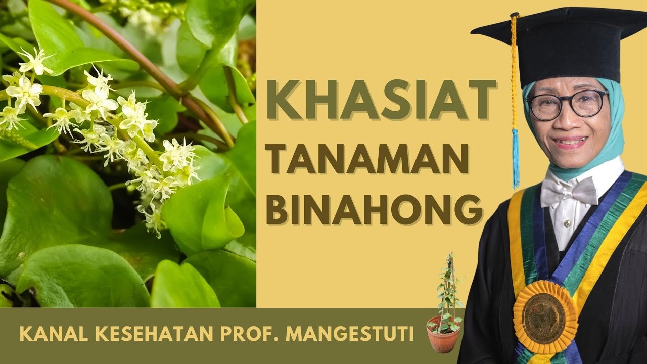 Khasiat Tanaman Binahong