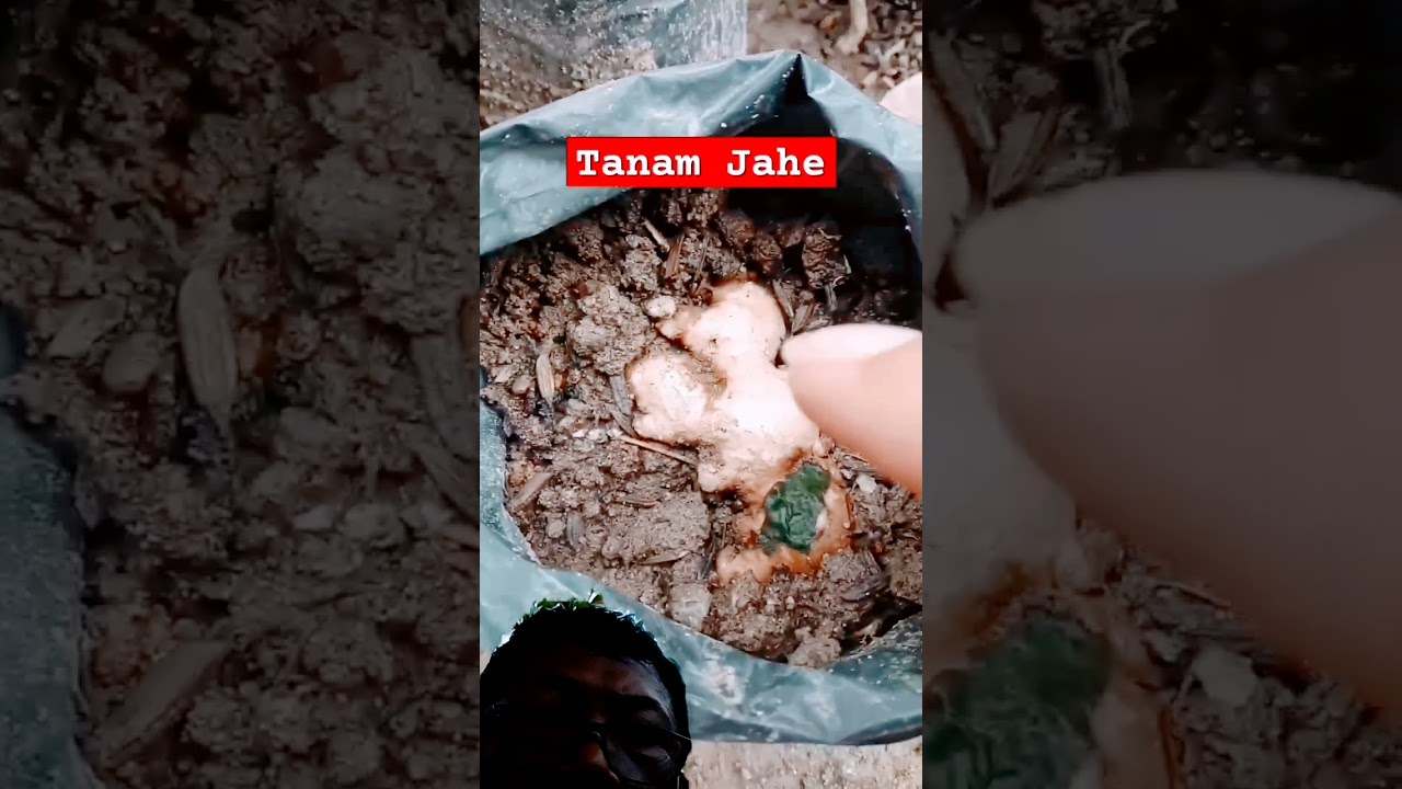 Cara tanam jahe biar tidak busuk !!! #jahe #petani #tanamjahe #tanaman #pertanian #berkebun