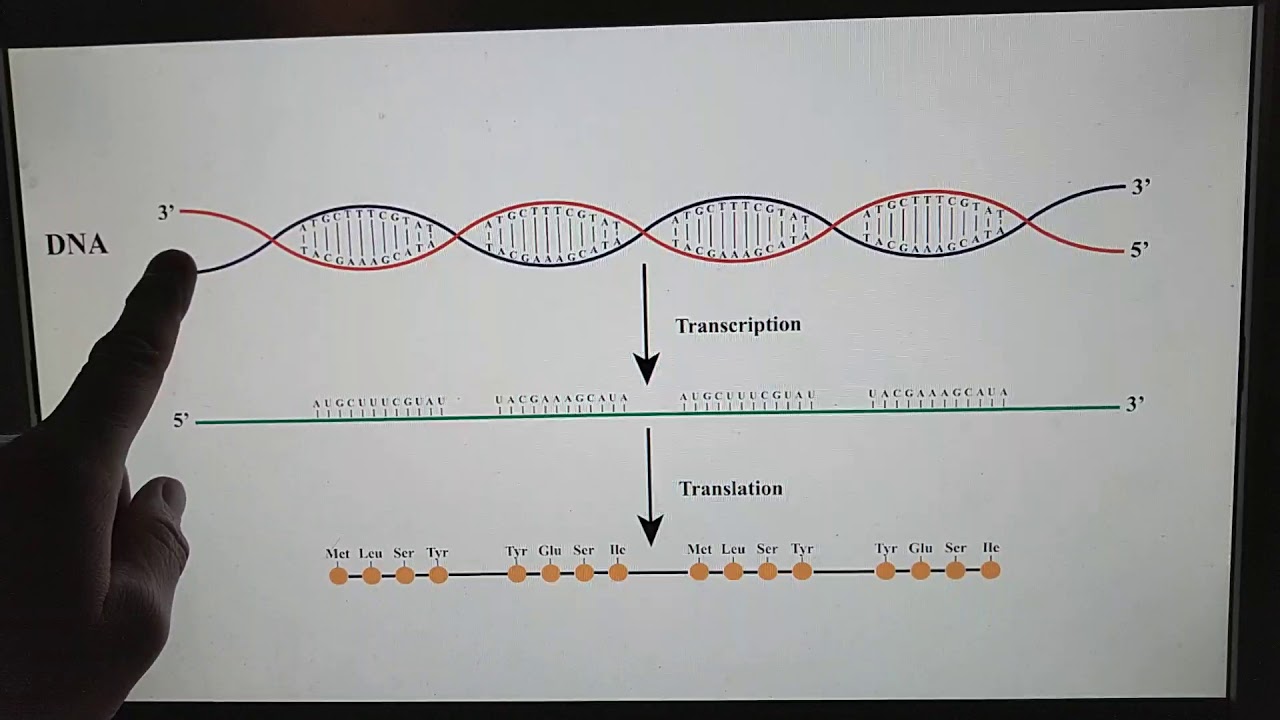 Explanation of 2q23.1 MDS and MBD5 Disorders in Layman's terms