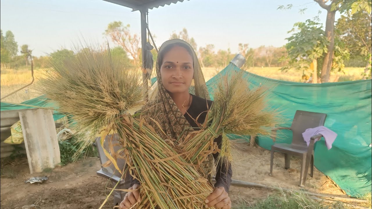 લગન માં દેશીગીત  ટીના ઠાકોર  ગઉં નો પોંખ ખાવા ખેતર ગયા જોવો  કેવી મજા સે