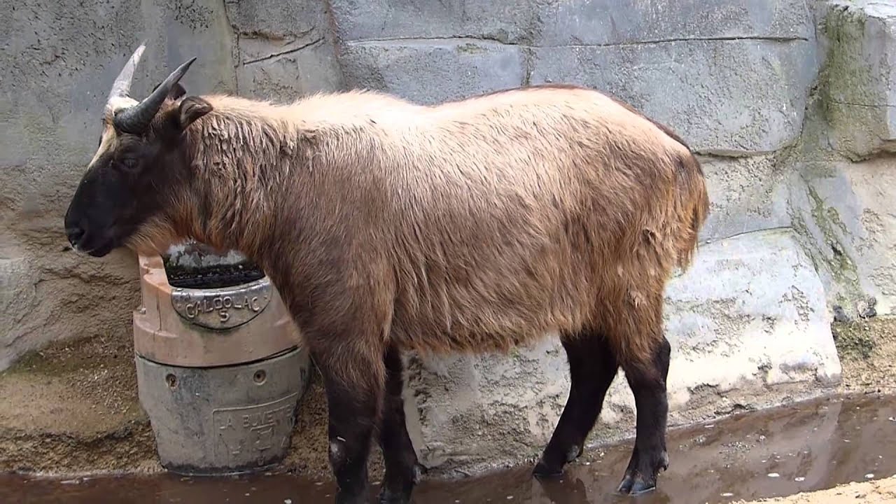 Zoo Antwerpen