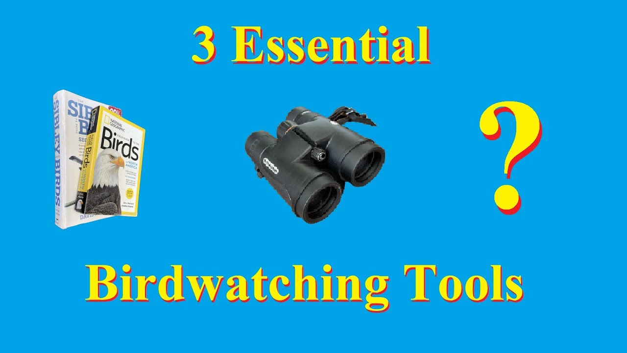 How to Get Started Watching Birds: 3 Essential Tools