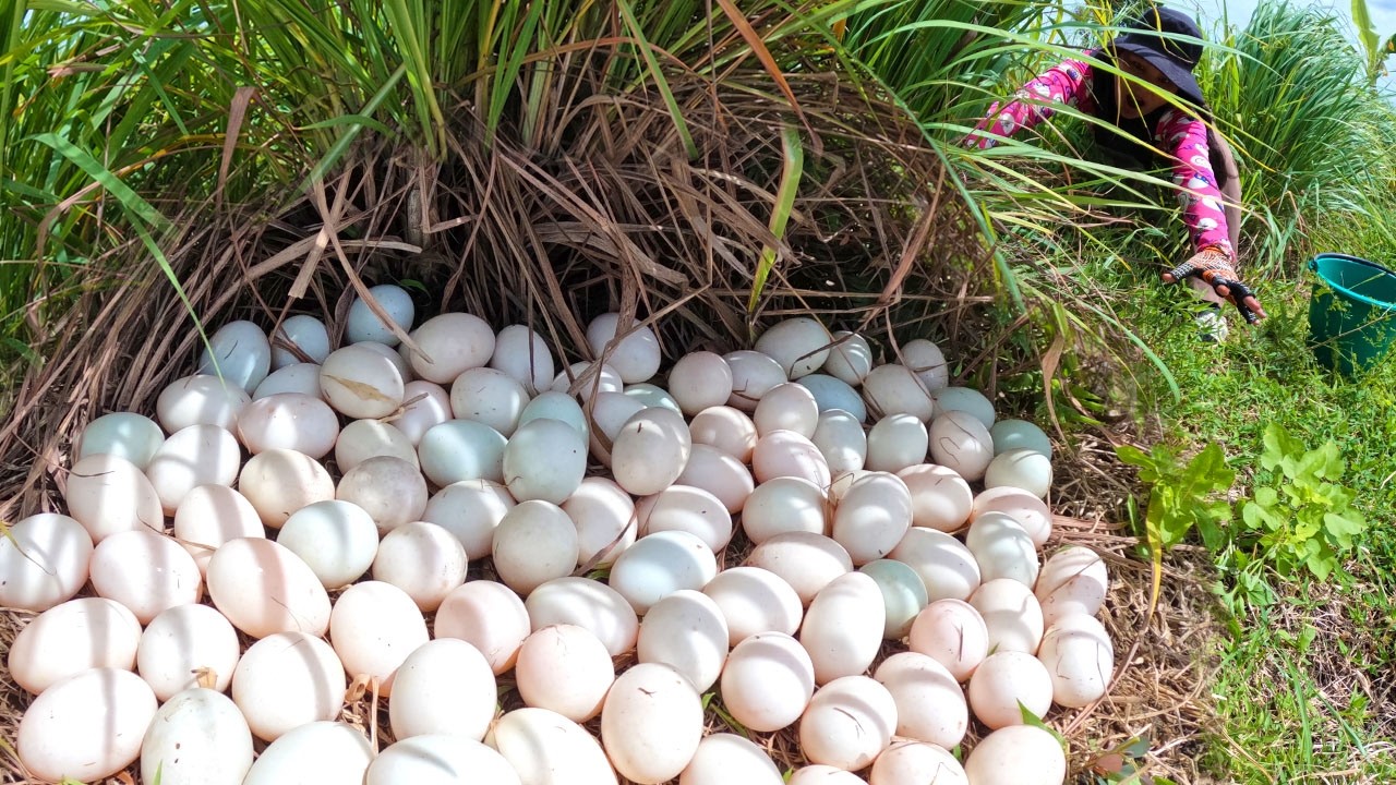 Countryside Life: Collecting 100+ Eggs from a Secret Grass Nest