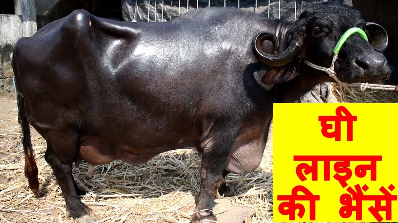 मशहूर जाफराबादी ब्रीडर रखते है भैंसो के ख़ास नाम | Interview with Famous Jafarabadi Buffalo Breeder